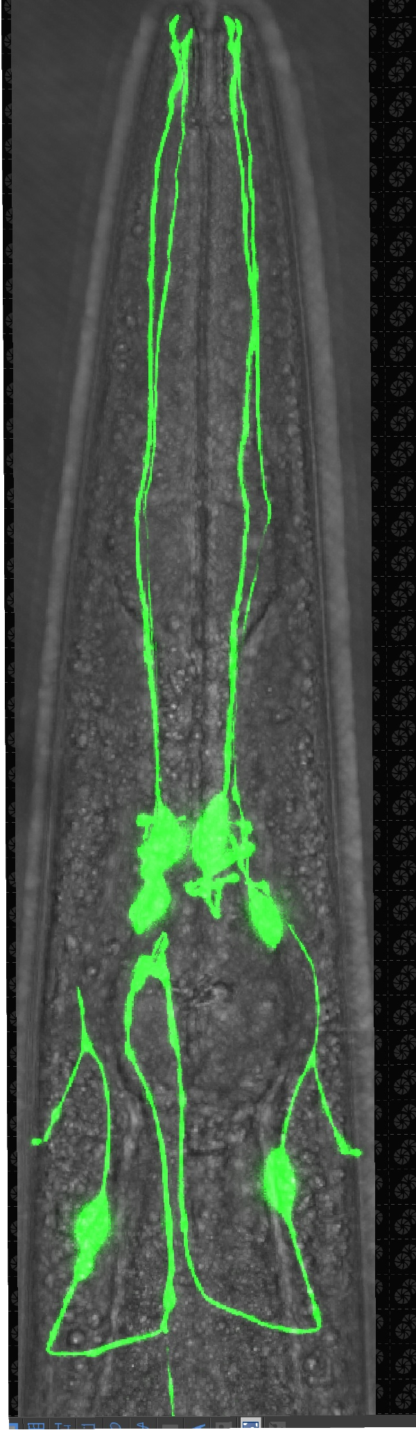 Dopamine neurons in C. elegans