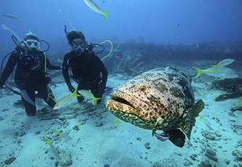 two divers in the ocean with a giant grouper