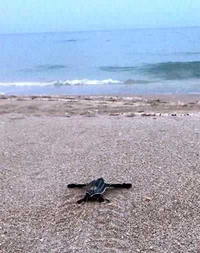 A hatchling leatherback makes its way from the shore to the ocean.