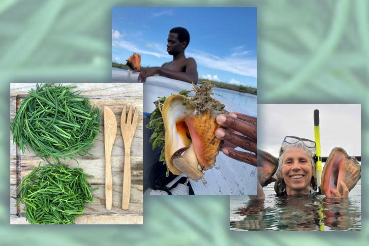 conch and sea vegetable farming