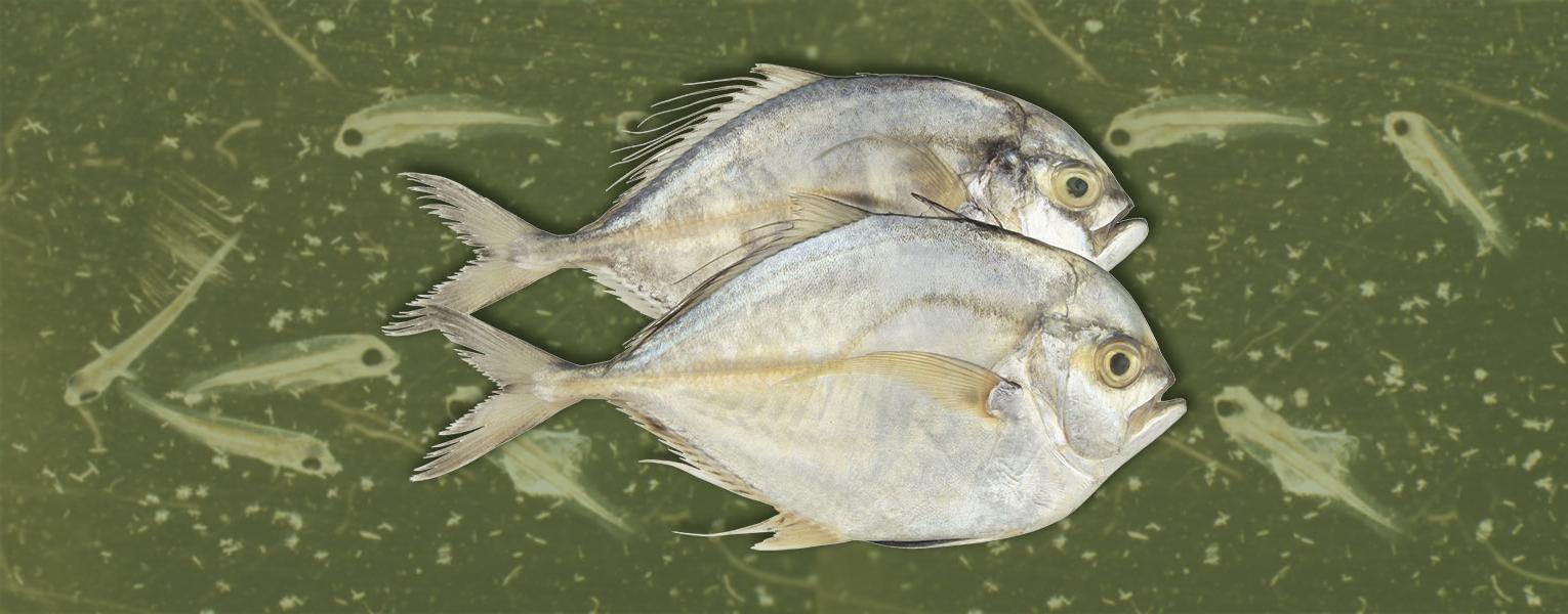 Raising Pompano