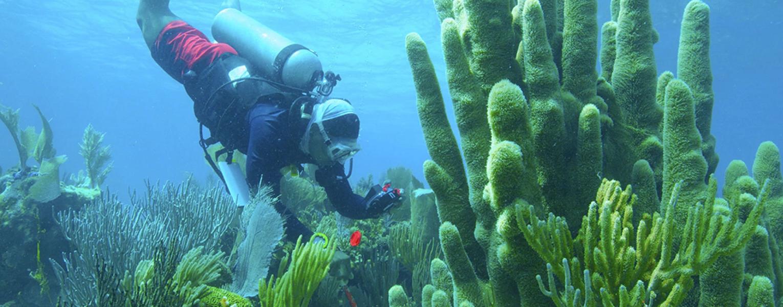 World Reef Awareness Day: The Cayman Crown