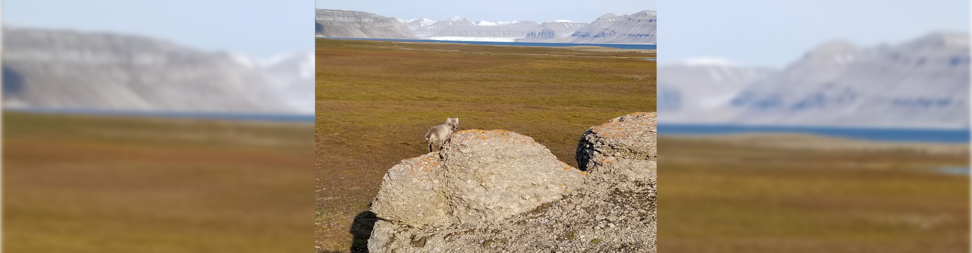 artic fox in Sassendalen, Svalbard (Norway)