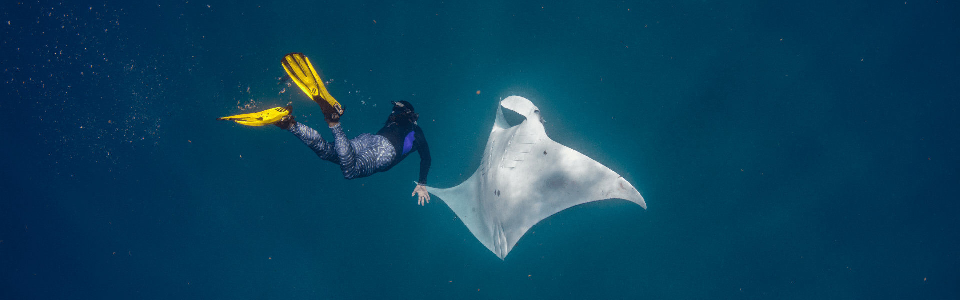 Discovery of Manta Ray Nursery