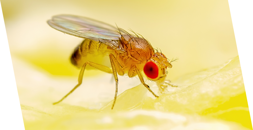 fly on yellow background