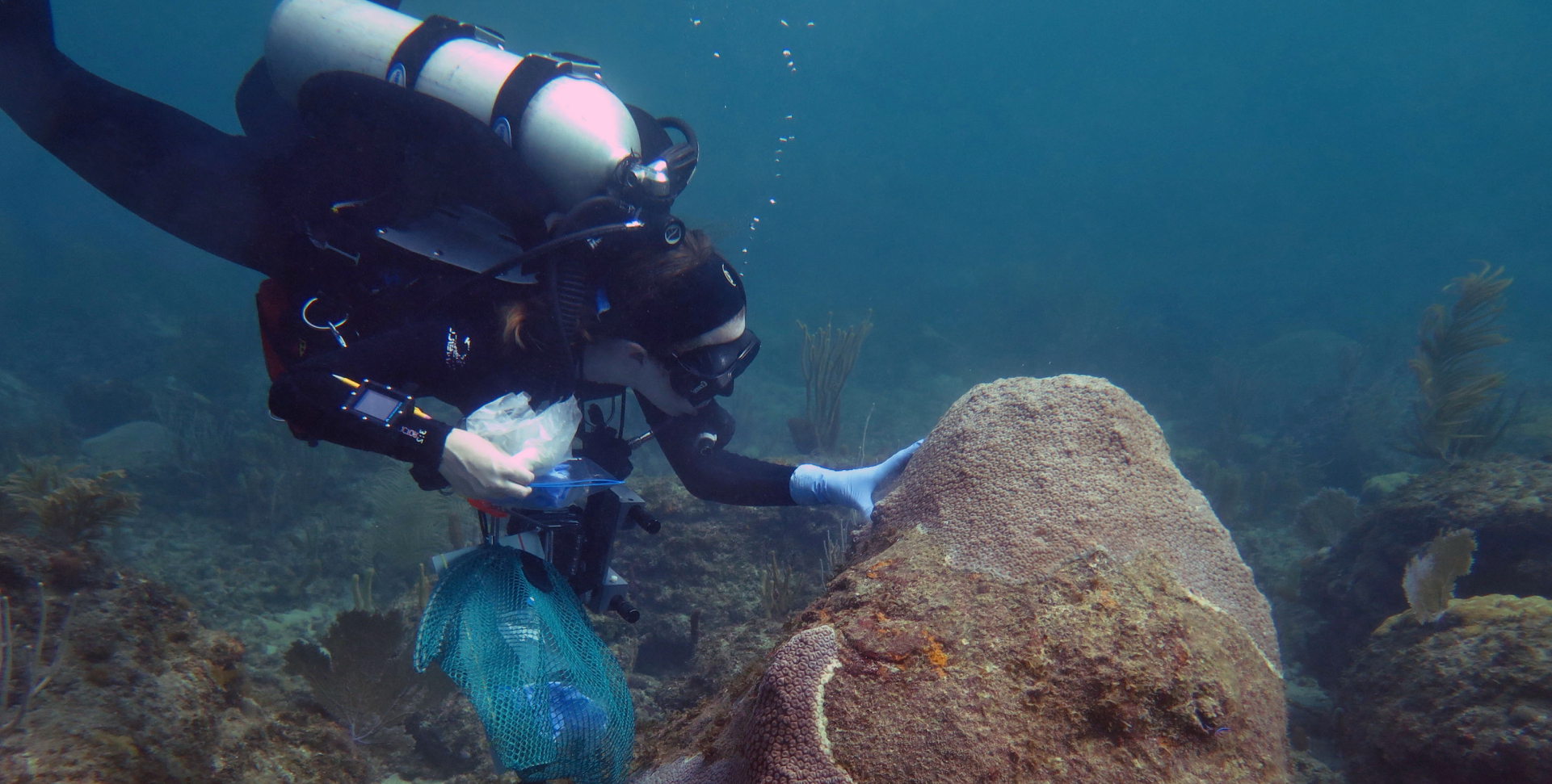 image of scuba diver touching coral in the water