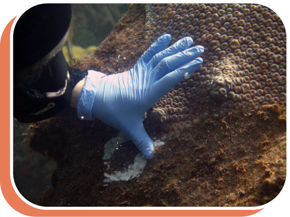 gloved hand touching coral