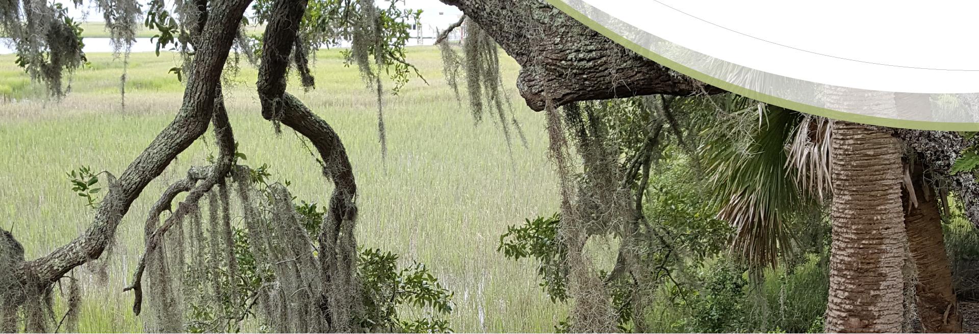 image of tree branches with grass in the background