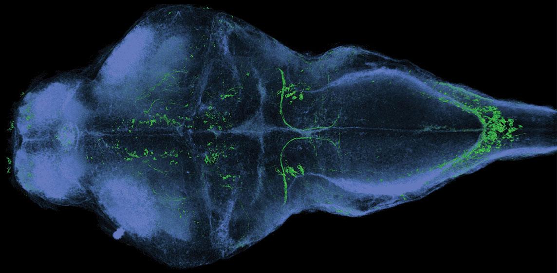 Telling Stories Through Neuroscience Images