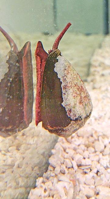 conus brunneus hoggard