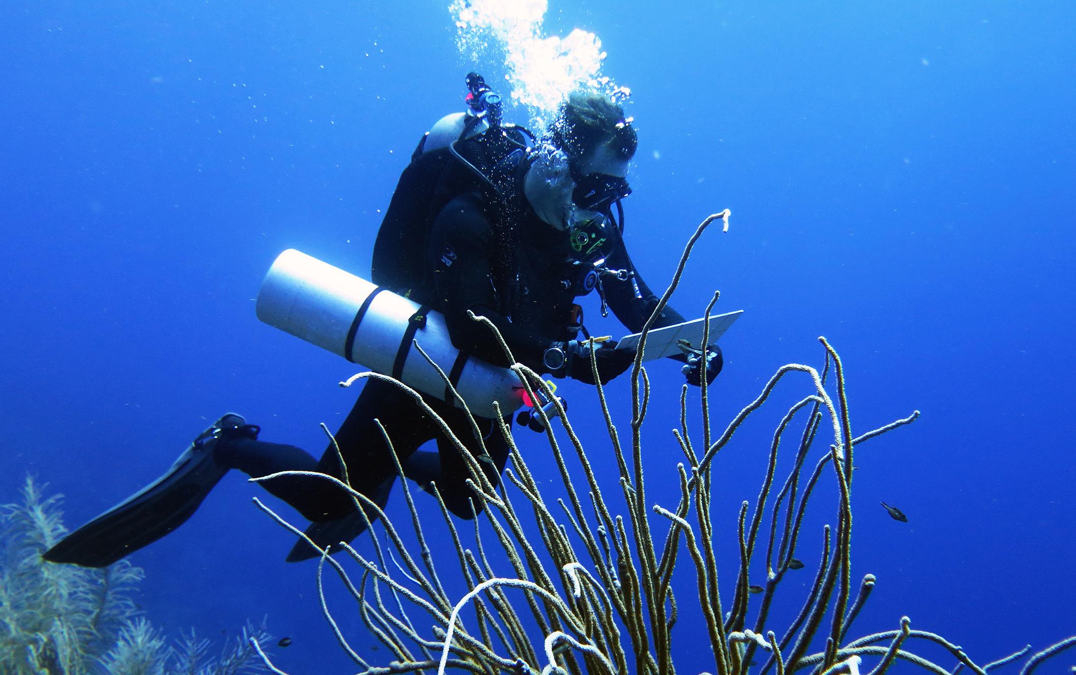 Coral Reef Sampling in the "Twilight Zone"